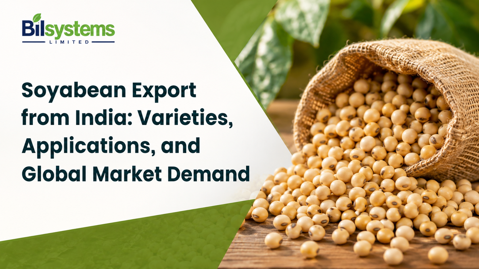 Soyabean Export from India: Varieties, Applications, and Global Market Demand