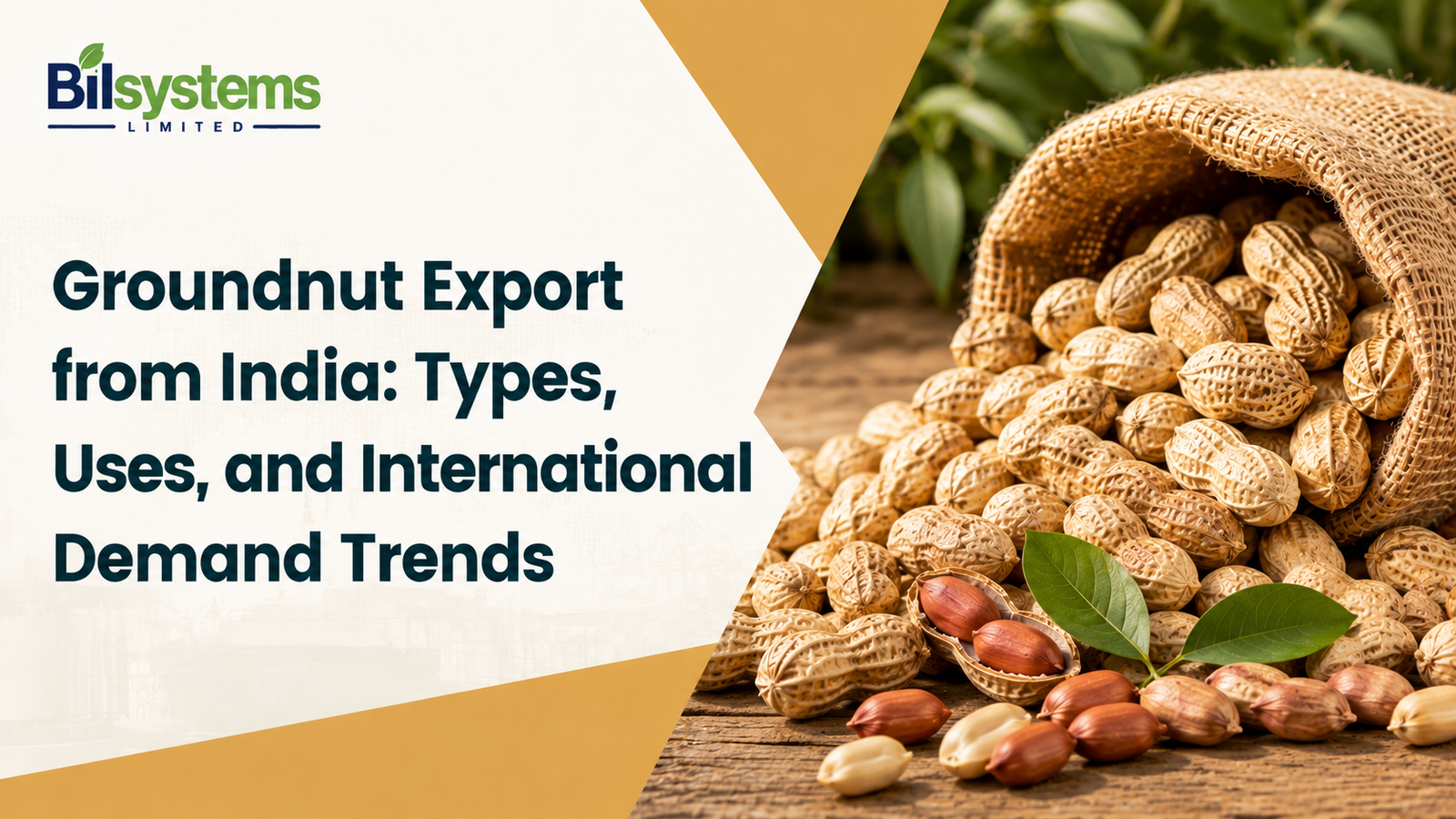 Groundnut Export from India: Types, Uses, and International Demand Trends