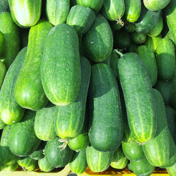Cucumber 