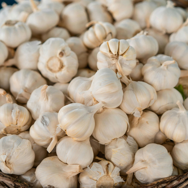 Garlic 