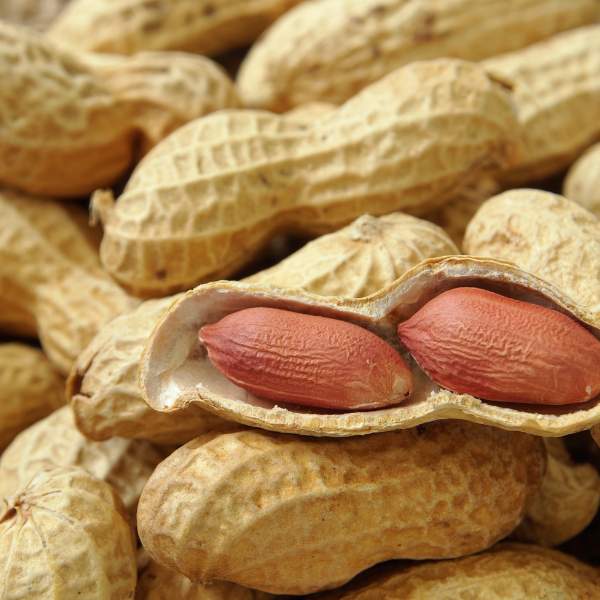 Groundnut 